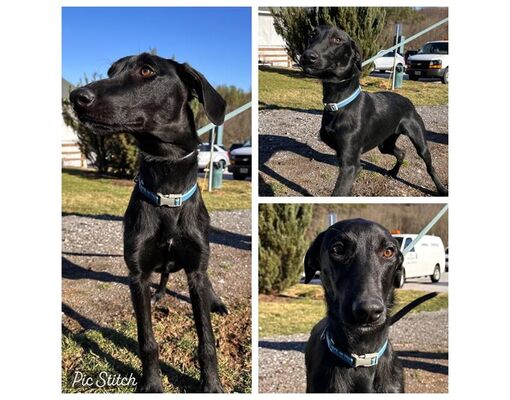 Westminster, MD - Greyhound/Pointer. Meet KING LOUIS a Pet for Adoption ...