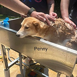 Thumbnail photo of Penny #3