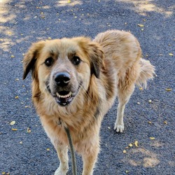 Thumbnail photo of Leela - Great Hiking Buddy! #1