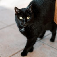 adopt-pet