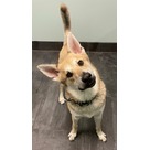 Adopt A Pet :: Toby - Jackson, MI