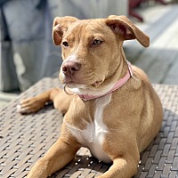 adopt a pet