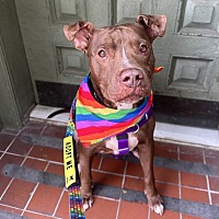 adopt a pet