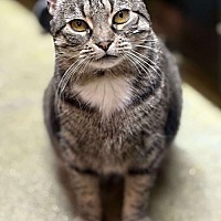 adopt-pet