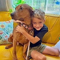 adopt a pet