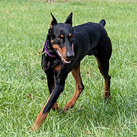 doberman rescue centre