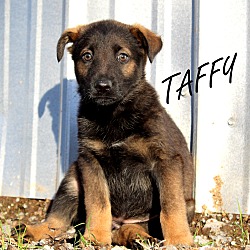 Thumbnail photo of Taffy~adopted! #2