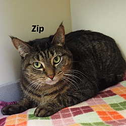 Photo of Zip