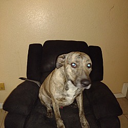 Photo of Lucky
