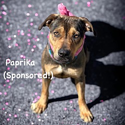 Photo of Paprika
