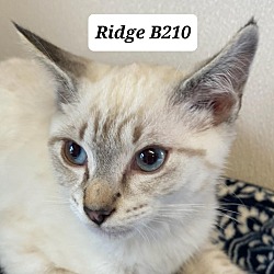 Photo of Ridge B210