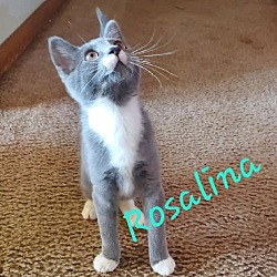 Thumbnail photo of Rosalina Kitten #3