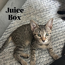 Thumbnail photo of Juice Box #3