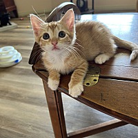 adopt a pet