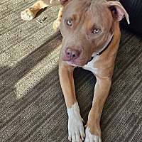 adopt a pet