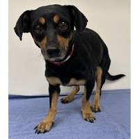 adopt-pet