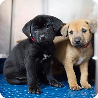 Marietta Ga Labrador Retriever Meet Lab Mix Puppies A Pet For Adoption Adoptapet Com