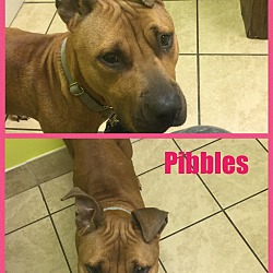 Photo of Pibbles