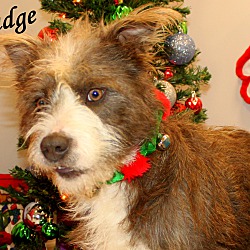 Thumbnail photo of Mudge~adopted! #4