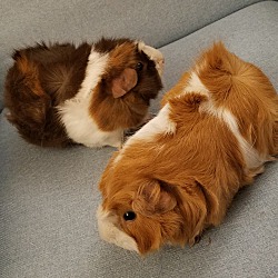 Thumbnail photo of Latte and Nugget #4