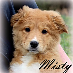 Thumbnail photo of Misty~adopted! #1