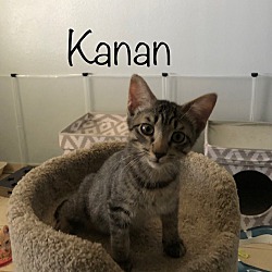 Thumbnail photo of Kanan #1