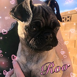 Thumbnail photo of Roo #1