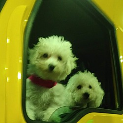 Thumbnail photo of Lulu and Lil’Dude #4