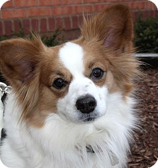 Salem Nh Papillon Meet Bebe A Pet For Adoption