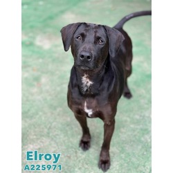 Photo of ELROY