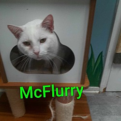 Photo of McFlurry