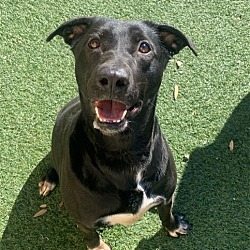Photo of Sister - $75 Adoption Fee!  Diamond Dog!