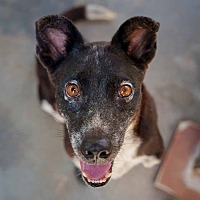 adopt a pet