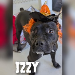 Thumbnail photo of Izzy #1