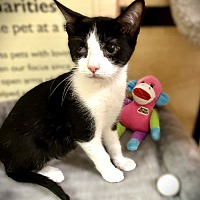 adopt a pet