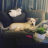 adopt a pet