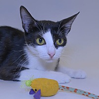 adopt a pet