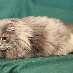 Thumbnail photo of Fluffy (Declawed & Spayed) #2