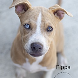 Thumbnail photo of Pippa #3