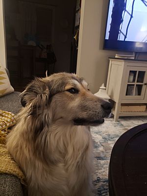 Clarksville, IN - Alaskan Malamute/Belgian Malinois. Meet Nina a Pet