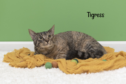 Photo of Tigress