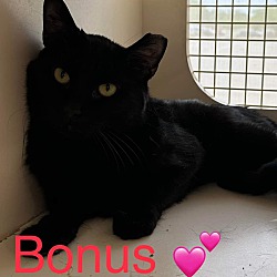 Photo of Bonus Cat