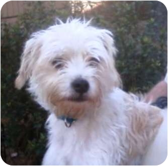 Duluth Ga Jack Russell Terrier Meet Champ A Pet For Adoption