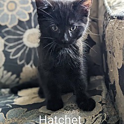 Photo of Hatchet