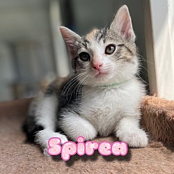 Photo of Spirea
