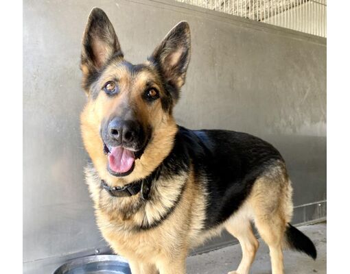 San Bernardino, Ca - German Shepherd Dog. Meet Eleanora A Pet For 