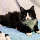 Adopt A Pet :: Appt Pending - Beluga - Versailles, KY