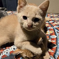 adopt a pet