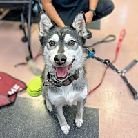 adopt a pet