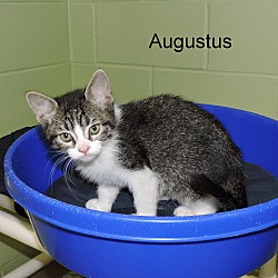 Thumbnail photo of Augustus #2